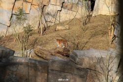 zoo-wuppertal-tschuna-daseep-07-057