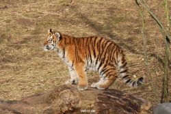 zoo-wuppertal-tschuna-daseep-07-058