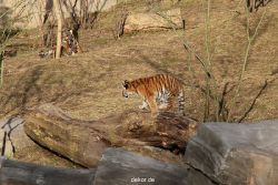 zoo-wuppertal-tschuna-daseep-07-059