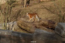 zoo-wuppertal-tschuna-daseep-07-060