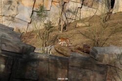zoo-wuppertal-tschuna-daseep-07-061