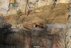 zoo-wuppertal-tschuna-daseep-07-062