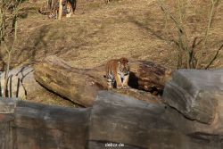 zoo-wuppertal-tschuna-daseep-07-063