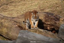 zoo-wuppertal-tschuna-daseep-07-064