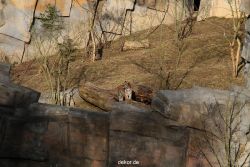 zoo-wuppertal-tschuna-daseep-07-065