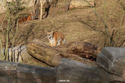 zoo-wuppertal-tschuna-daseep-07-066