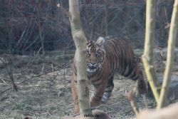 zoo-wuppertal-tschuna-daseep-07-067