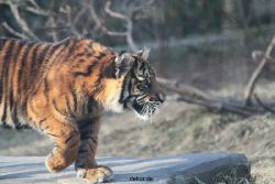 zoo-wuppertal-tschuna-daseep-07-068