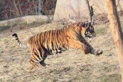 zoo-wuppertal-tschuna-daseep-07-069