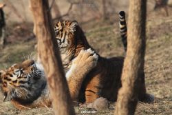zoo-wuppertal-tschuna-daseep-07-070