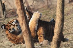 zoo-wuppertal-tschuna-daseep-07-071