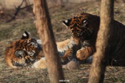 zoo-wuppertal-tschuna-daseep-07-072