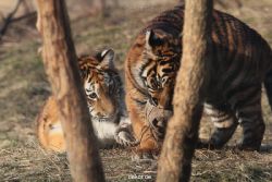 zoo-wuppertal-tschuna-daseep-07-074