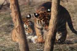 zoo-wuppertal-tschuna-daseep-07-075