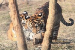 zoo-wuppertal-tschuna-daseep-07-076