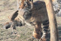 zoo-wuppertal-tschuna-daseep-07-077