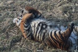 zoo-wuppertal-tschuna-daseep-07-078