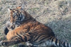zoo-wuppertal-tschuna-daseep-07-079