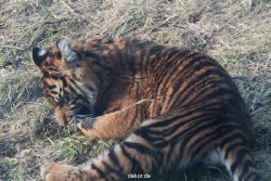 zoo-wuppertal-tschuna-daseep-07-080