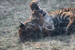 zoo-wuppertal-tschuna-daseep-07-086