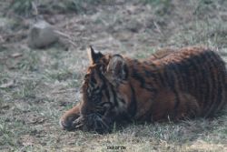 zoo-wuppertal-tschuna-daseep-07-089