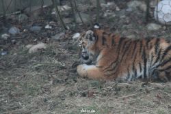 zoo-wuppertal-tschuna-daseep-07-096
