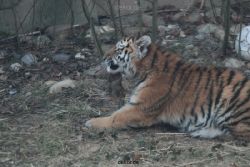 zoo-wuppertal-tschuna-daseep-07-098