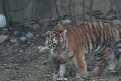 zoo-wuppertal-tschuna-daseep-07-100