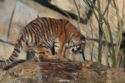 zoo-wuppertal-tschuna-daseep-07-109
