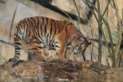 zoo-wuppertal-tschuna-daseep-07-110