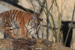 zoo-wuppertal-tschuna-daseep-07-111