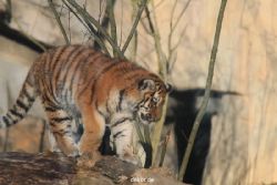 zoo-wuppertal-tschuna-daseep-07-112
