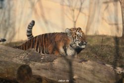 zoo-wuppertal-tschuna-daseep-07-113