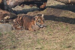 zoo-wuppertal-tschuna-daseep-07-114