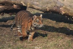 zoo-wuppertal-tschuna-daseep-07-115