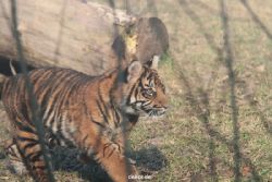 zoo-wuppertal-tschuna-daseep-07-116