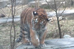 zoo-wuppertal-tschuna-daseep-07-118