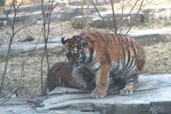 zoo-wuppertal-tschuna-daseep-07-120