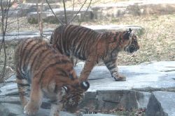 zoo-wuppertal-tschuna-daseep-07-121
