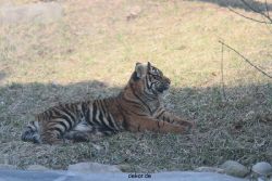 zoo-wuppertal-tschuna-daseep-07-122