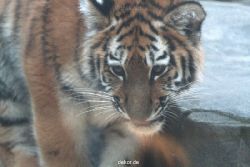 zoo-wuppertal-tschuna-daseep-07-124