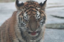 zoo-wuppertal-tschuna-daseep-07-127