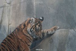 zoo-wuppertal-tschuna-daseep-07-129