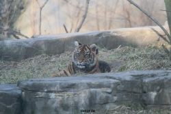 zoo-wuppertal-tschuna-daseep-07-135