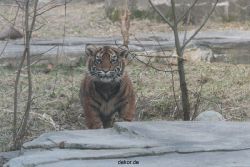 zoo-wuppertal-tschuna-daseep-07-138