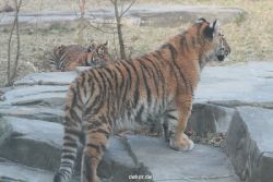 zoo-wuppertal-tschuna-daseep-07-140