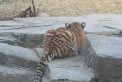 zoo-wuppertal-tschuna-daseep-07-141