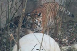 zoo-wuppertal-tschuna-daseep-08-001