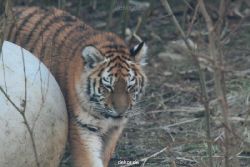 zoo-wuppertal-tschuna-daseep-08-002