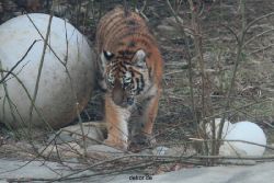 zoo-wuppertal-tschuna-daseep-08-003